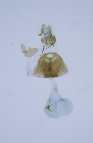 Dichrorampha agilana